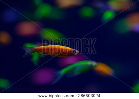 Nice Danio Glow Fish Freshwater Pets Aquarium River Mutation