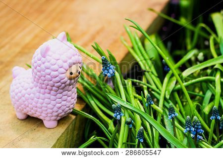 Pink Small Llama Squishy Toy On Wooden Board With Blue Blooming Muscari Armeniacum Grape Hyacinth Fl