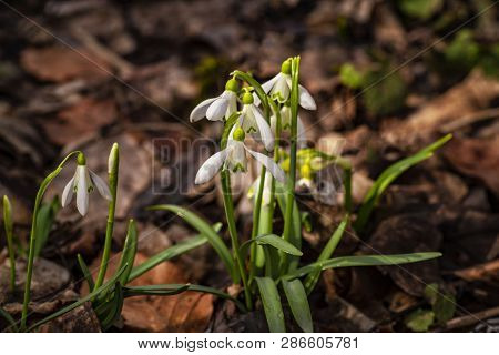 Snowdrop Spring Flowers.delicate Snowdrop Flower Is One Of The Spring Symbols .the First Early Snowd