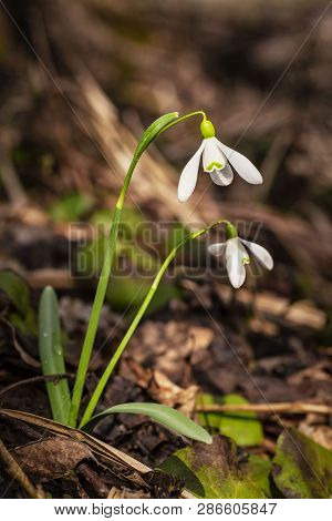 Snowdrop Spring Flowers.delicate Snowdrop Flower Is One Of The Spring Symbols .the First Early Snowd
