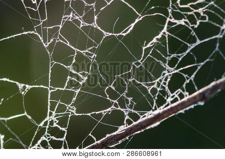 Close Look At A Torn And Raggedy Spider Web