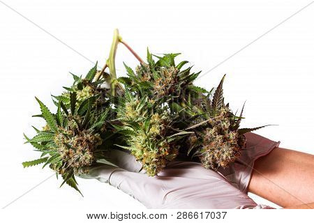 Harvesting Time For Cannabis