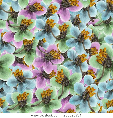 Pyrola. Texture Of Flowers. Seamless Pattern For Continuous Replicate. Floral Background, Photo Coll