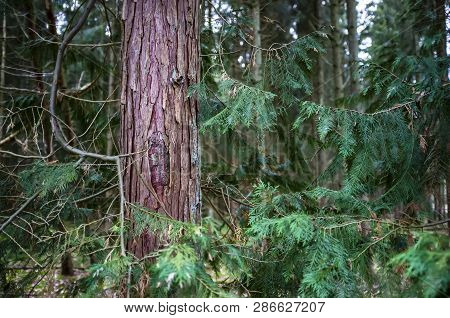 Evergreen Thuja With Red-brown Bark, Against The Backdrop Of The Forest, Spring Cloudy Day.