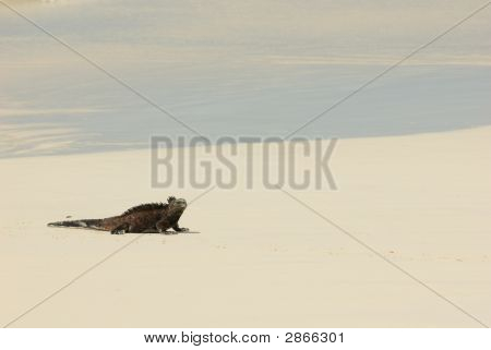 Beach deniz Iguana