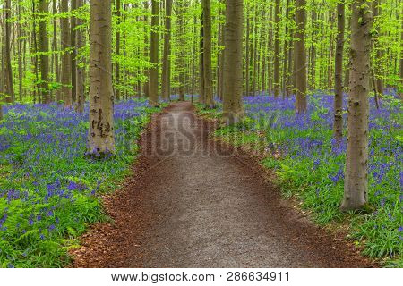 Famous forest Hallerbos in Brussels Belgium - nature background