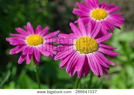 Pyrethrum Pink (lat. Pyrethrum Roseum), Or Persian Daisies Bloom In The Garden Closeup