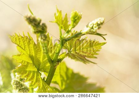 Young Sprout Of Grapes On A Sunny Day. Young Grapes With Flowering Tassels, Young Shoots Of Grape Ma