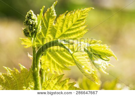 Young Sprout Of Grapes On A Sunny Day. Young Grapes With Flowering Tassels, Young Shoots Of Grape Ma