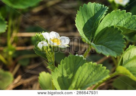 Flowering Strawberries.landscape Of Strawberry Garden With Sunrise, Fresh Strawberry Flowers In Stra