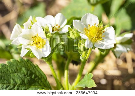 Flowering Strawberries.landscape Of Strawberry Garden With Sunrise, Fresh Strawberry Flowers In Stra