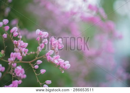 The Close Up Of Coral Vine Or Antigonon Leptopus Hook Flower