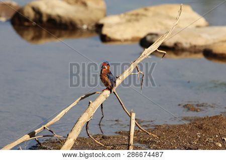 Malachite Kingfisher (corythornis Cristatus) On A Branch
