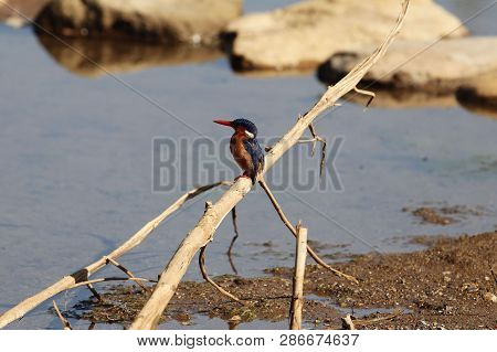 Malachite Kingfisher (corythornis Cristatus) On A Branch