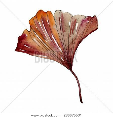 Green Red Ginkgo Biloba Leaf. Watercolor Background Illustration Set. Isolated Gingko Illustration E