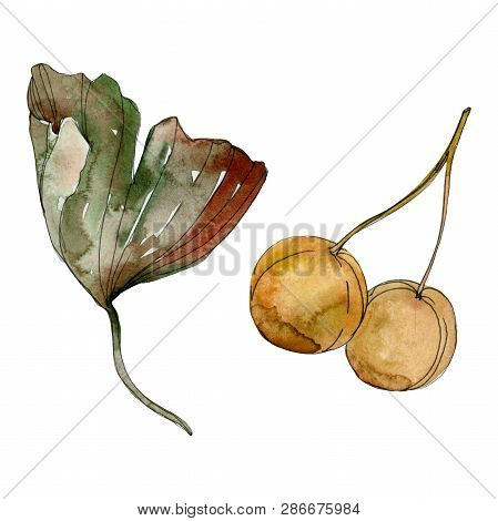 Green Red Ginkgo Biloba Leaves. Watercolor Background Illustration Set. Isolated Gingko Illustration