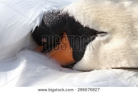 Mute Swan Sleeping, Close-up, Selective Focus On The Eye