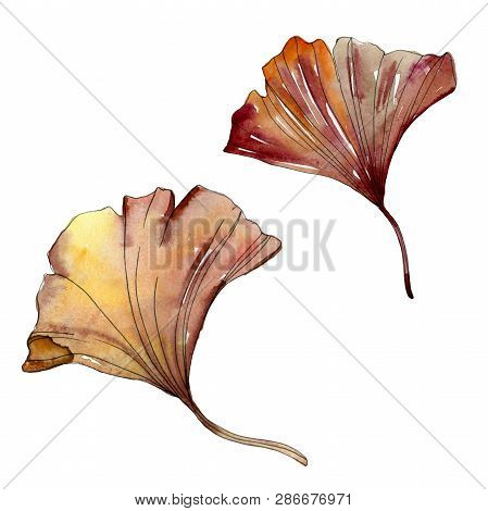 Green Red Ginkgo Biloba Leaves. Watercolor Background Illustration Set. Isolated Gingko Illustration