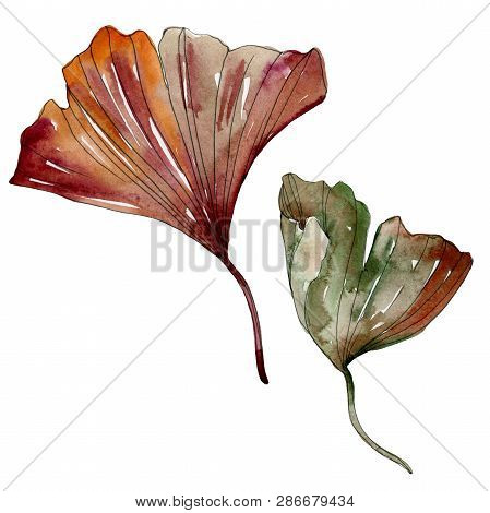 Green Red Ginkgo Biloba Leaves. Watercolor Background Illustration Set. Isolated Gingko Illustration