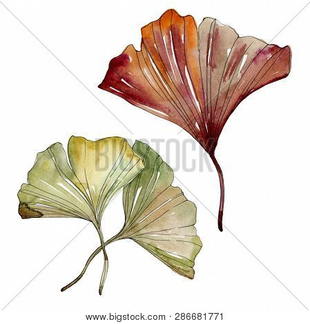 Green Red Ginkgo Biloba Leaves. Watercolor Background Illustration Set. Isolated Gingko Illustration