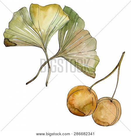 Green Red Ginkgo Biloba Leaves. Watercolor Background Illustration Set. Isolated Gingko Illustration