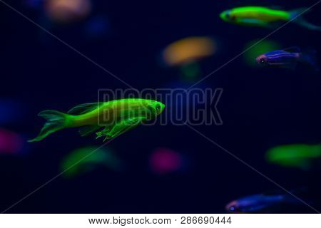 Nice Danio Glow Fish Freshwater Pets Aquarium River Mutation