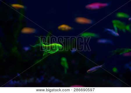 Nice Danio Glow Fish Freshwater Pets Aquarium River Mutation