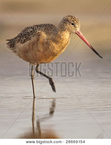 Marmoreret Godwit træde