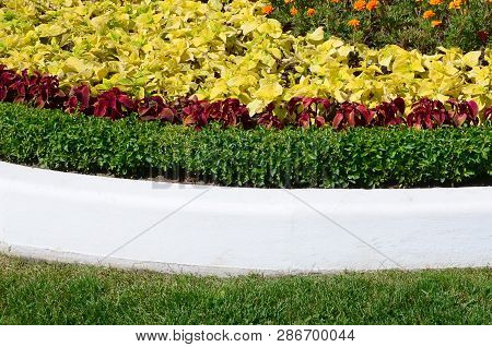 Coleus Flowerpot. Beautiful Perspective Of Natural Coleus Plant Leaves
