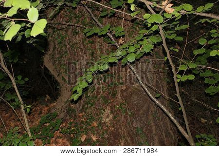 Dense Forest Next To The Agios Nikolaos Park Naousa Greece