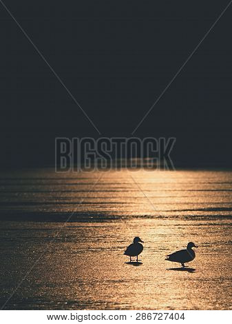 Strong Sun Rays Make Dark Silhouettes Of Ducks On Icy Waterlevel. Winter In Countryside.