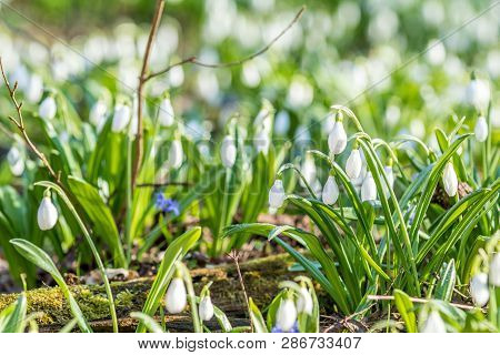 White Blooming Snowdrop Folded Or Galanthus Plicatus With Water Drops