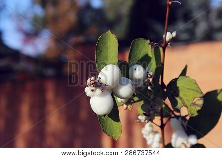 Abstract Nature. Beautiful Nature Background. Cropped Shot Of A White Berries On A Bush.