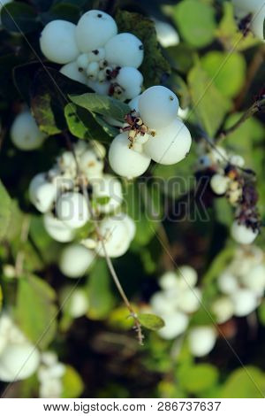 Abstract Nature. Beautiful Nature Background. Cropped Shot Of A White Berries On A Bush.