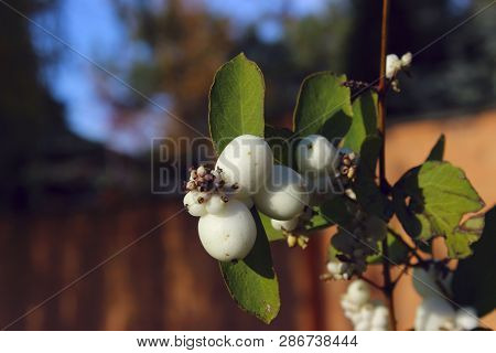 Abstract Nature. Beautiful Nature Background. Cropped Shot Of A White Berries On A Bush.