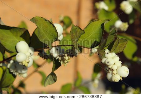 Abstract Nature. Beautiful Nature Background. Cropped Shot Of A White Berries On A Bush.