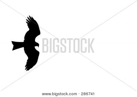 Spreading Bird