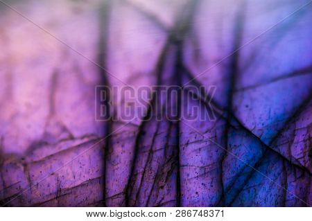 Multicolored Background Of A Macro Detail Of A Labradorite With Blurr
