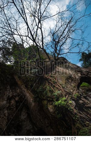 Tree Growing By Creeping On The Wall Edge Of Karst Rock Cliff With Cloudy Blue Sky. Tree Without Lea