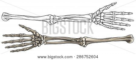 Graphic Detailed Black And White Human Skeleton Bone Hands. Isolated On White Background. Vector Ico