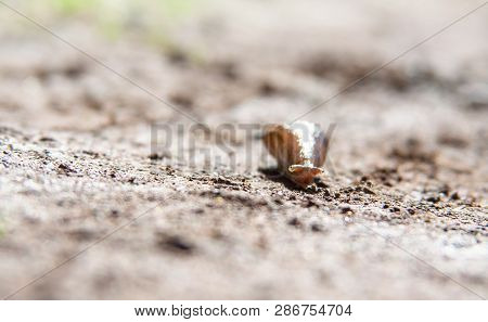 A Close Up From A Nacked Slug