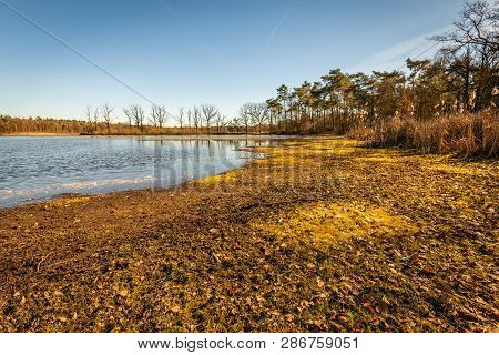 Dry Yellowed Colored Banks Of A Mere In The Dutch Nature Reserve Galderse Heide Near The City Of Bre