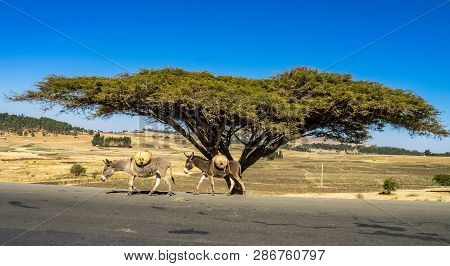 Big Tree On The Road From Gondar To The Simien Mountains, Ethiopia, Africa