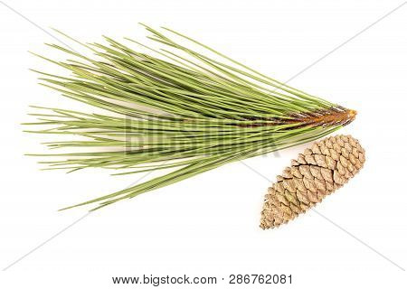 Pine Branch And Cones Isolated On White Background. Pinus Echinata