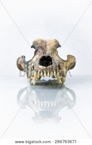Isolated Front View Of Dog Skull With White Background And Reflection