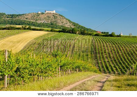 vineyards, castle Devicky, Palava, Moravia region, Czech Republic