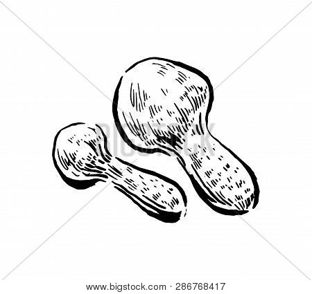 Matsuake Mushrooms. Hand Drawn Vintage Vector Illustration On White Background