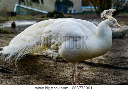 Portrait Of A Beautiful White Peacock, Popular Color Mutation In Aviculture, Tropical Bird From Asia