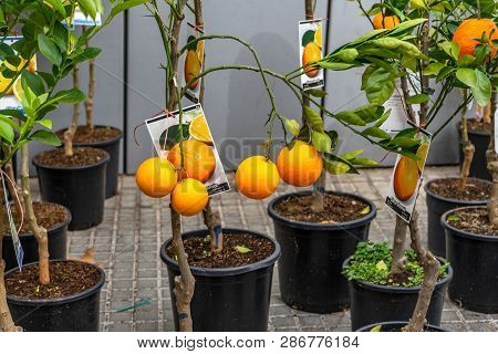 February 2019: Orange Tree At Candelera Fair In Molins De Rei, Catalonia, Spain