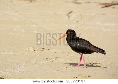 A Close-up Photo Of A Variable Oystercatcher (charadriiformes) In Natural Environment. Native Bird F